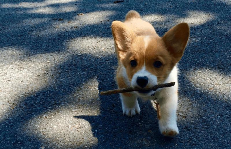 A puppy fetching a stick.