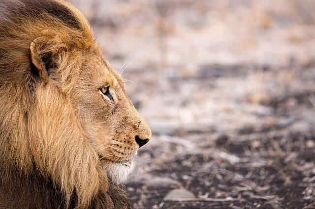 A picture of a lion in JPEG format.